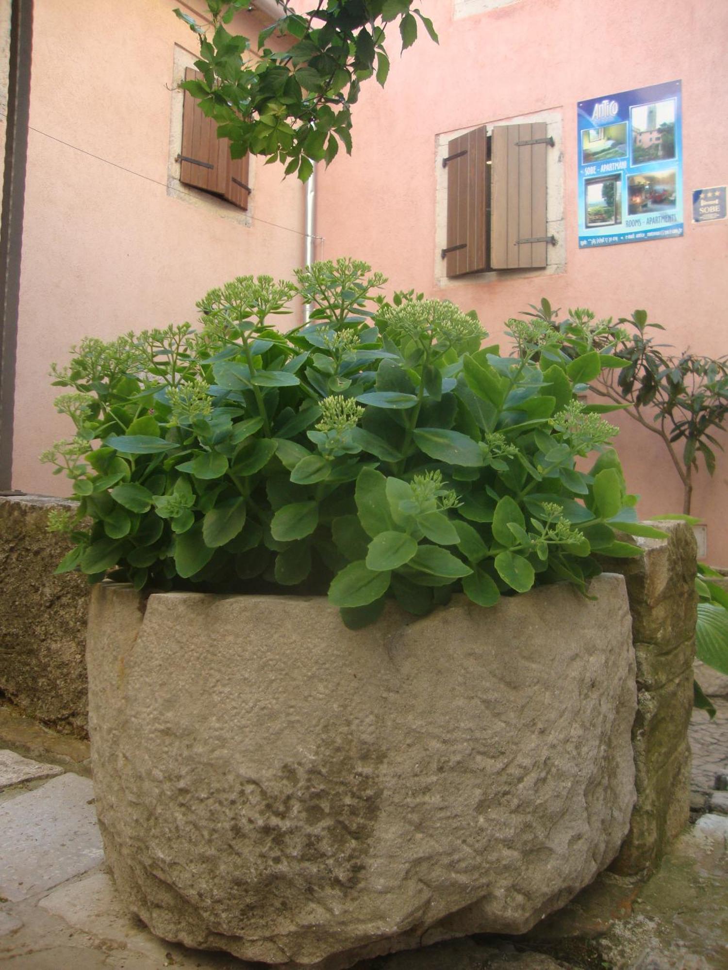 Bed & Breakfast Antico Motovun Exterior foto